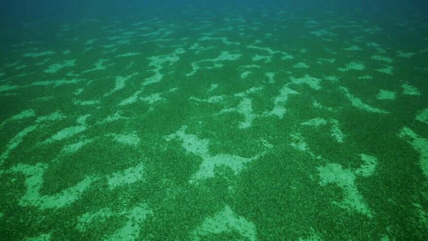 Mussels on lakebed image